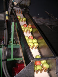 Apples as they move up from the brush washer to the crusher