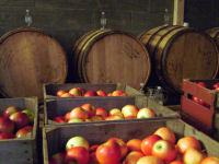 Barrels of fermenting cider and crates of apples, December 2010
