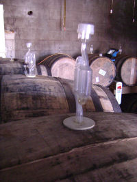 Cider fermenting in the barrel room